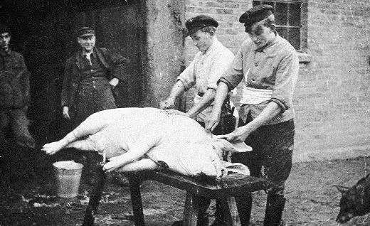 Fritz und Karl Marx beim Schweineschlachten